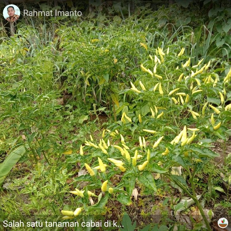 rahmat_ib12's tweet photo. Salah satu tanaman cabai di kebun masyarakat milik warga aringin kecamatan karang Dapo kabupaten Musi Rawas Utara, Lihat selengkapnya: https://t.co/Od2EQdPVlp https://t.co/xiBxY9L9Dx