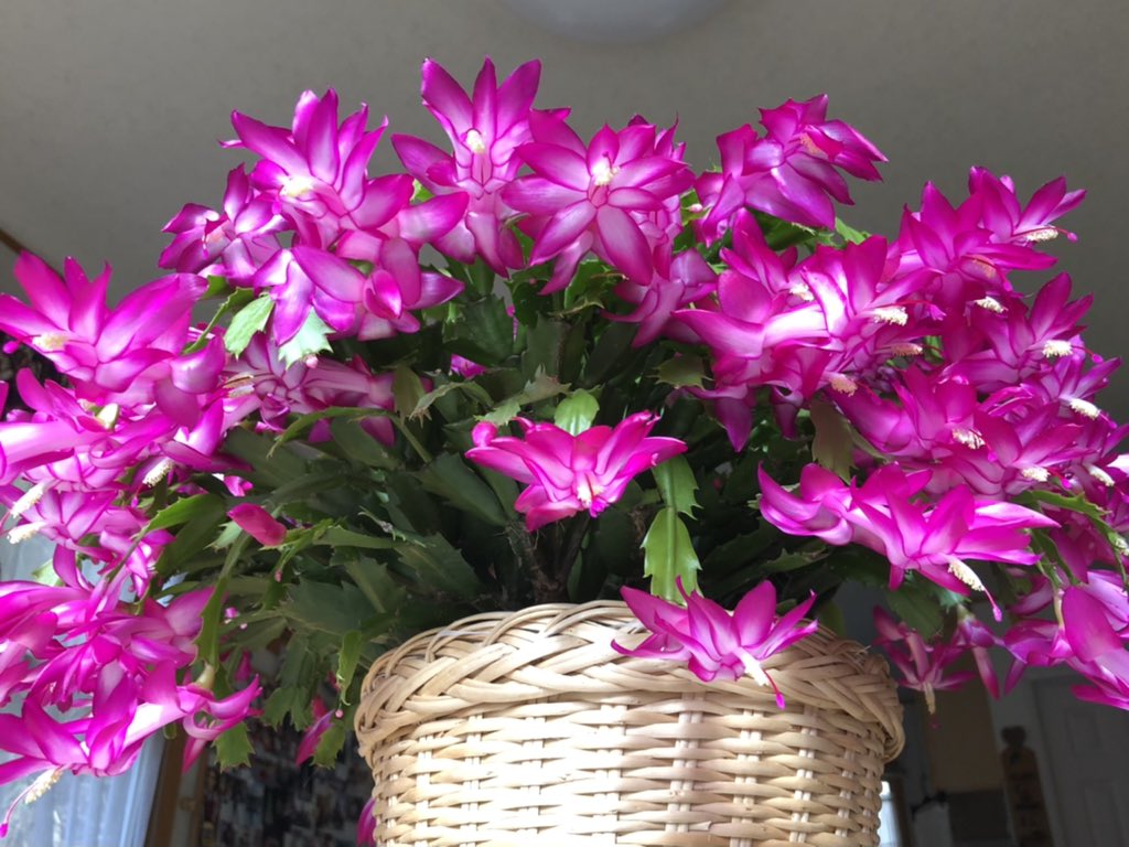 美しい日々 *̩̩̥*̩̩̥ ୨୧ (୨୧ᵕ̤ᴗᵕ̤)⑅ *̩̩̥*̩̩̥ tweet media