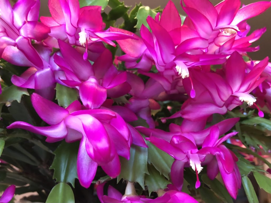 美しい日々 *̩̩̥*̩̩̥ ୨୧ (୨୧ᵕ̤ᴗᵕ̤)⑅ *̩̩̥*̩̩̥ tweet media