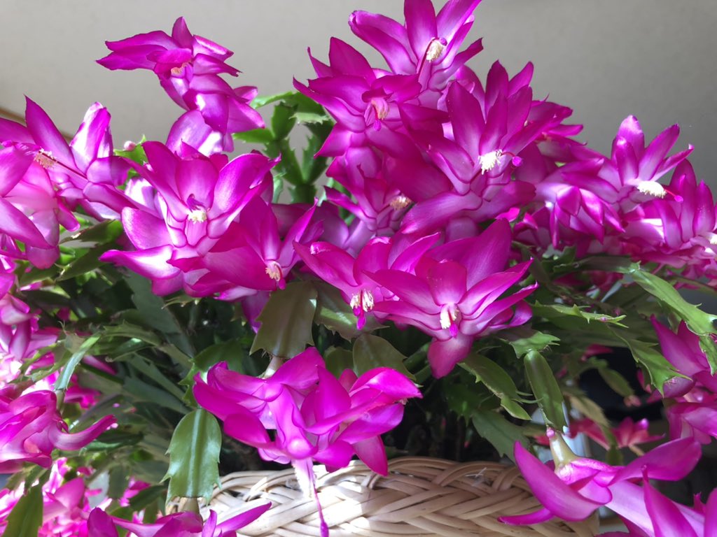 美しい日々 *̩̩̥*̩̩̥ ୨୧ (୨୧ᵕ̤ᴗᵕ̤)⑅ *̩̩̥*̩̩̥ tweet media