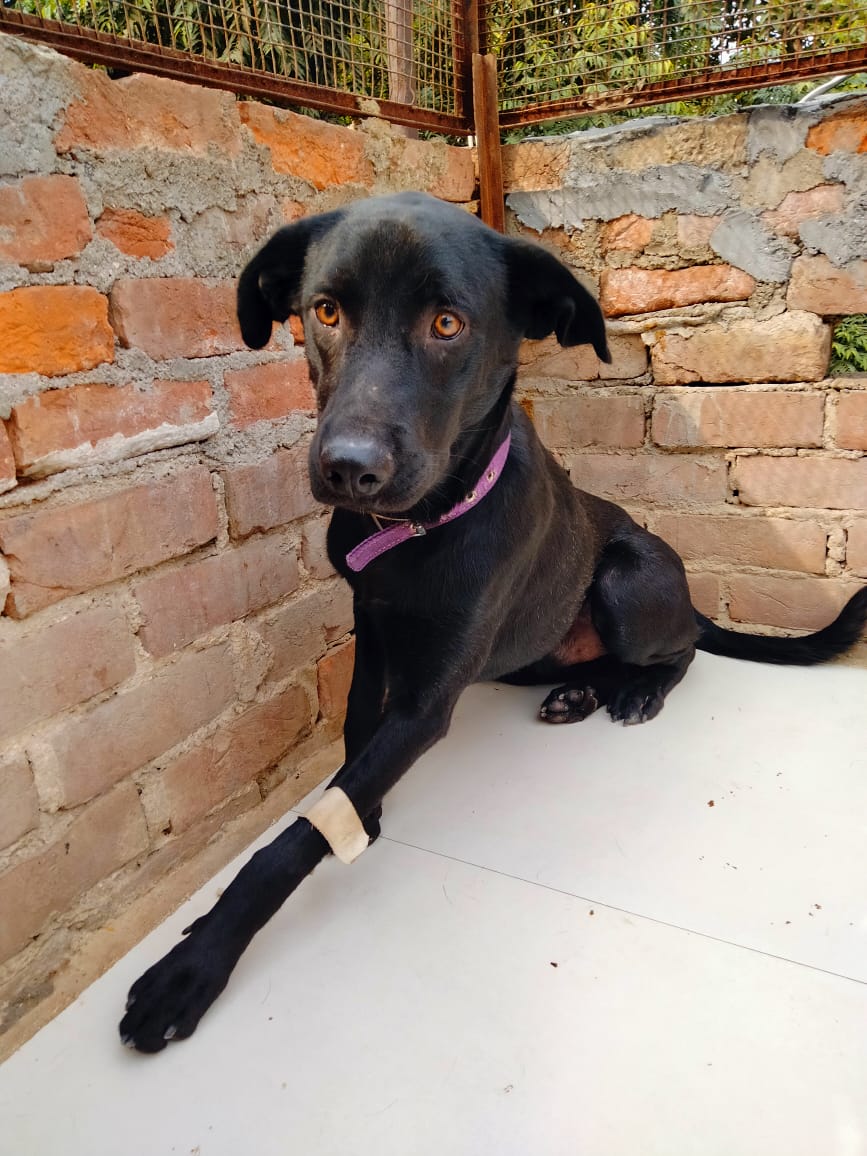 kaalicharan's tweet photo. Tommy, a 14-month-old Labrador-mix rescued from cruel owners, needs a home #Delhi https://t.co/tRDsSNm8jK

He is a healthy &amp; friendly dog, eager for human company. 

To adopt, contact 9871745109, harry3797@gmail.com  #AdoptDontShop 

Please RT! https://t.co/iZFF7unaOU
