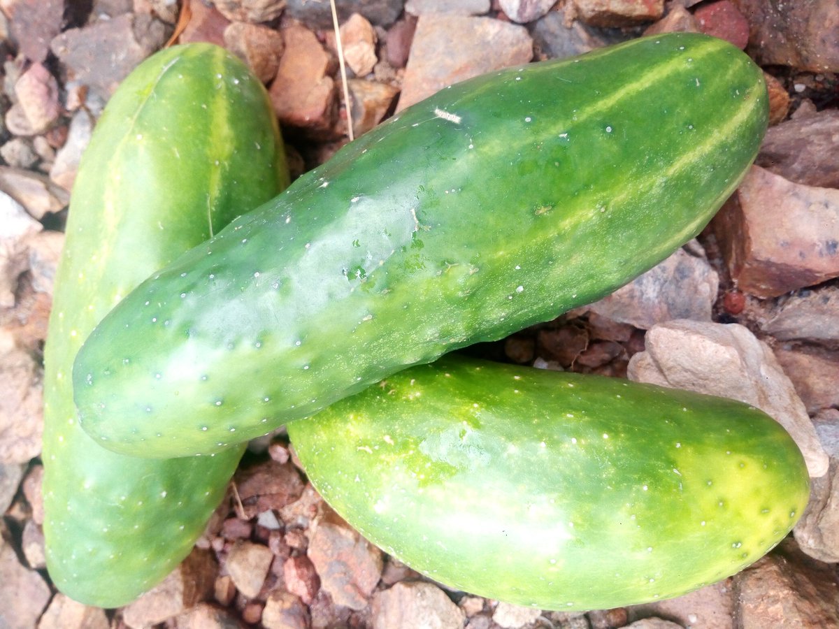 MrishoNizar's tweet photo. Health benefits of CUCUMBER
it may lower blood sugar
It promotes hydration
It may aid in weight loss
It could promote regularity
They are low in calories but high in many important vitamins & minerals.
#vegetableguy #vegetables #Cucumber https://t.co/f5fBnHmlrs