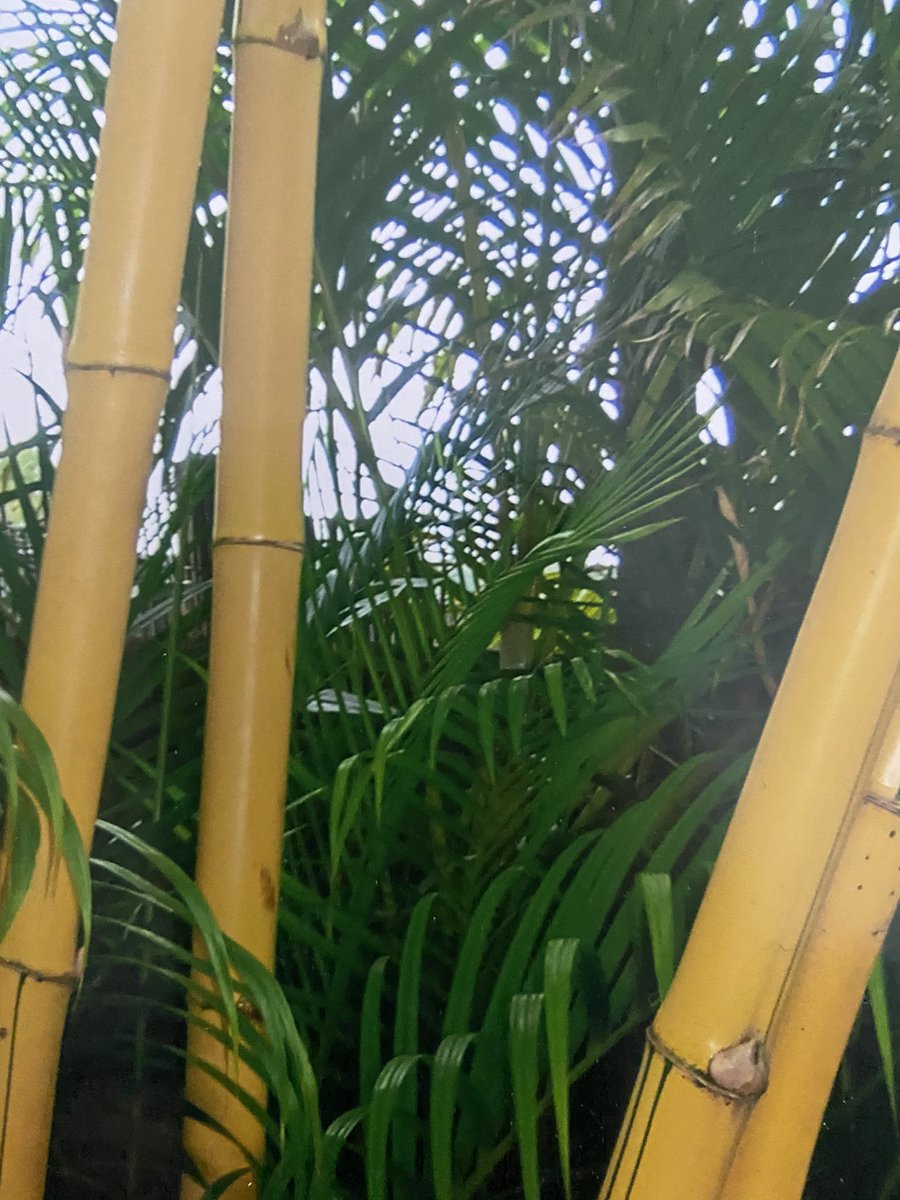 Ruby Lewis tweet media