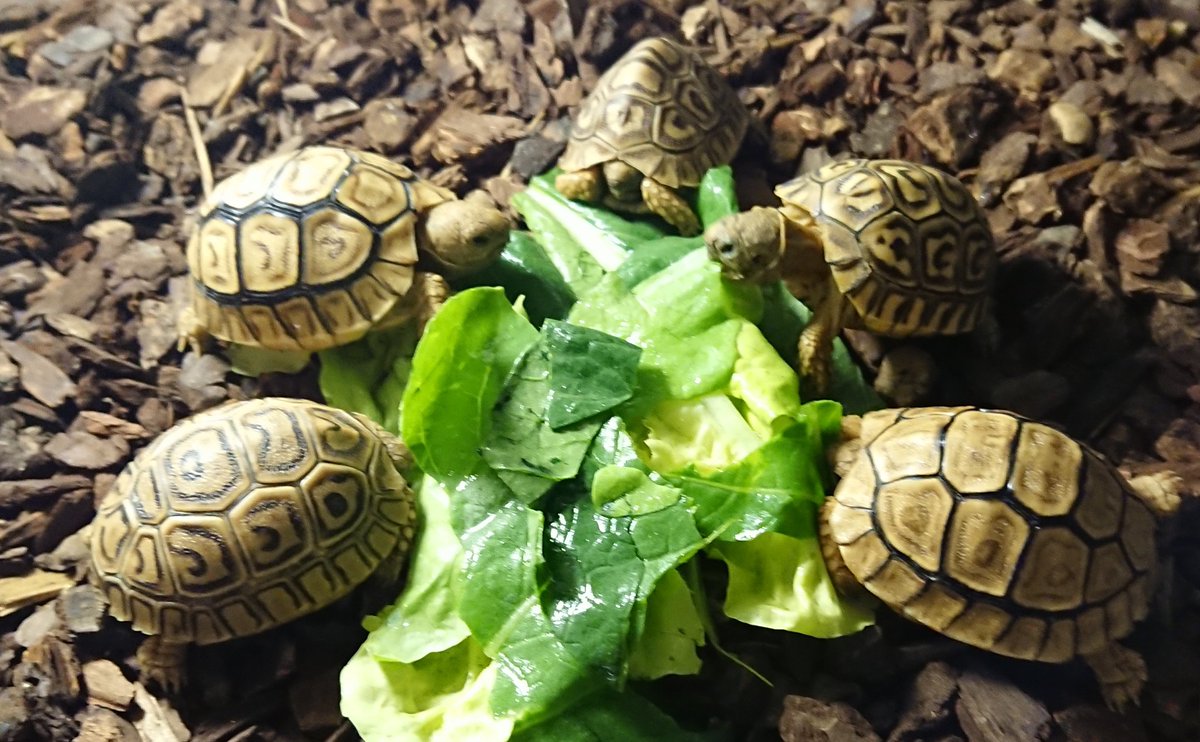 トータス スタイル Repta