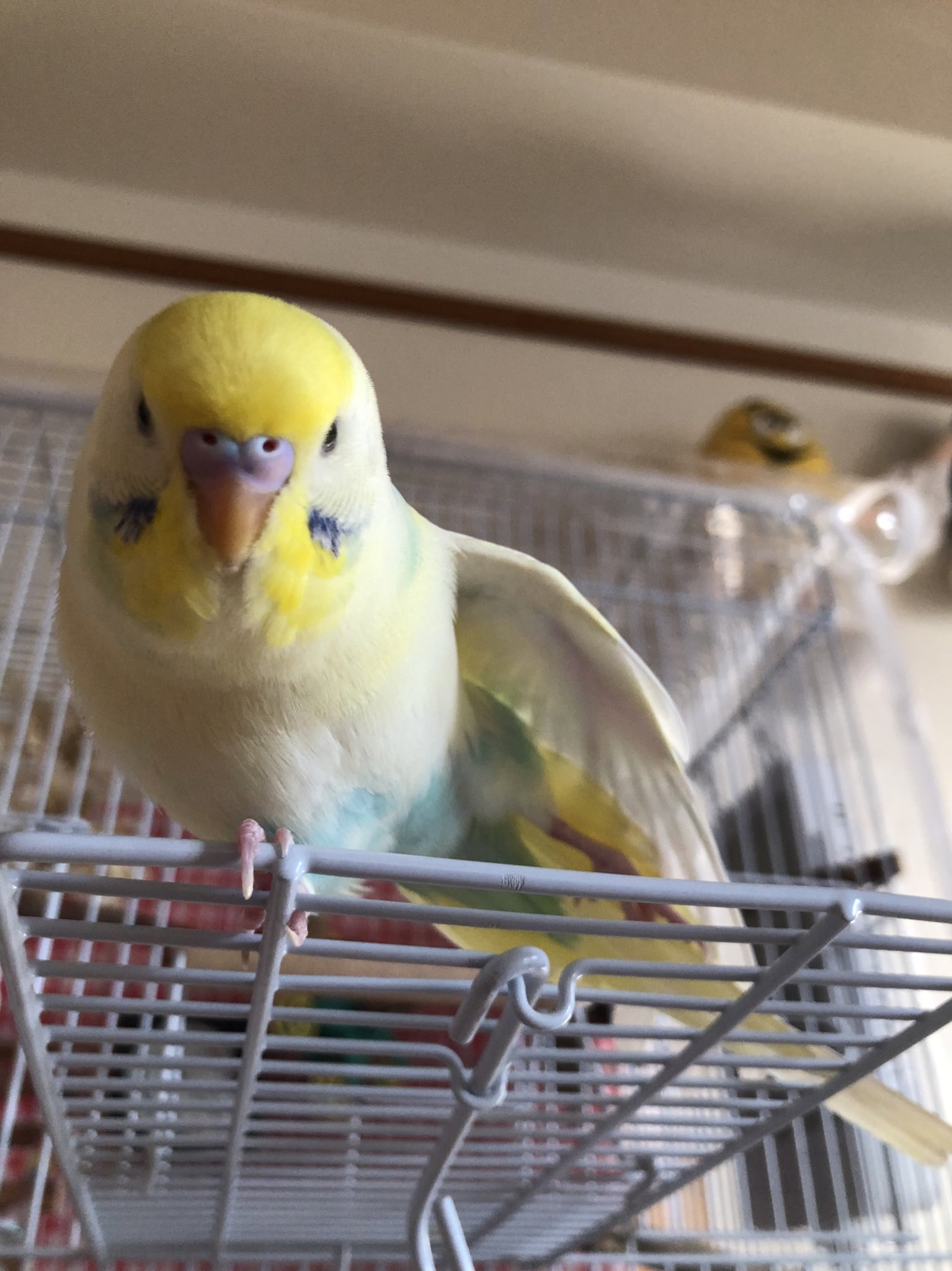可愛いインコ Twitter Search Twitter