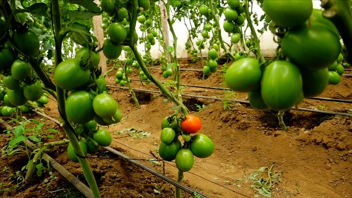 Kilimo Biashara tweet media