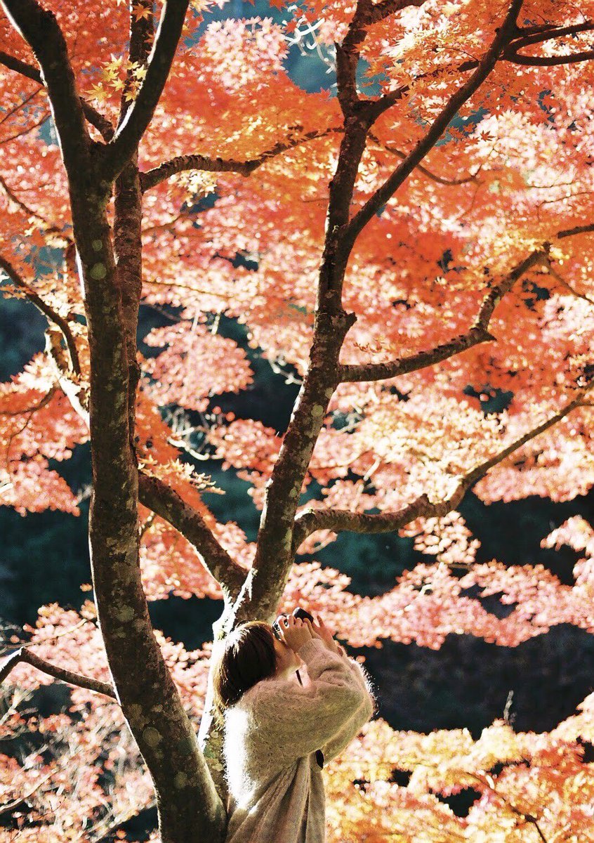hirophotograph_'s tweet image. 錦秋。
#film #filmphotography
#coregraphy #photography