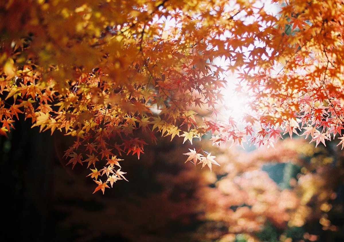 hirophotograph_'s tweet image. 錦秋。
#film #filmphotography
#coregraphy #photography