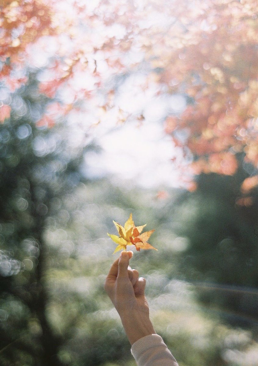 hirophotograph_'s tweet image. 錦秋。
#film #filmphotography
#coregraphy #photography