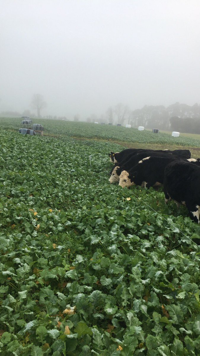 Store heifers flying through the hybrid kale/rape Redstart. The crop is yielding 8t DM/ha. Sown on the 10th of August and seed sourced from @ArrabawnCoop