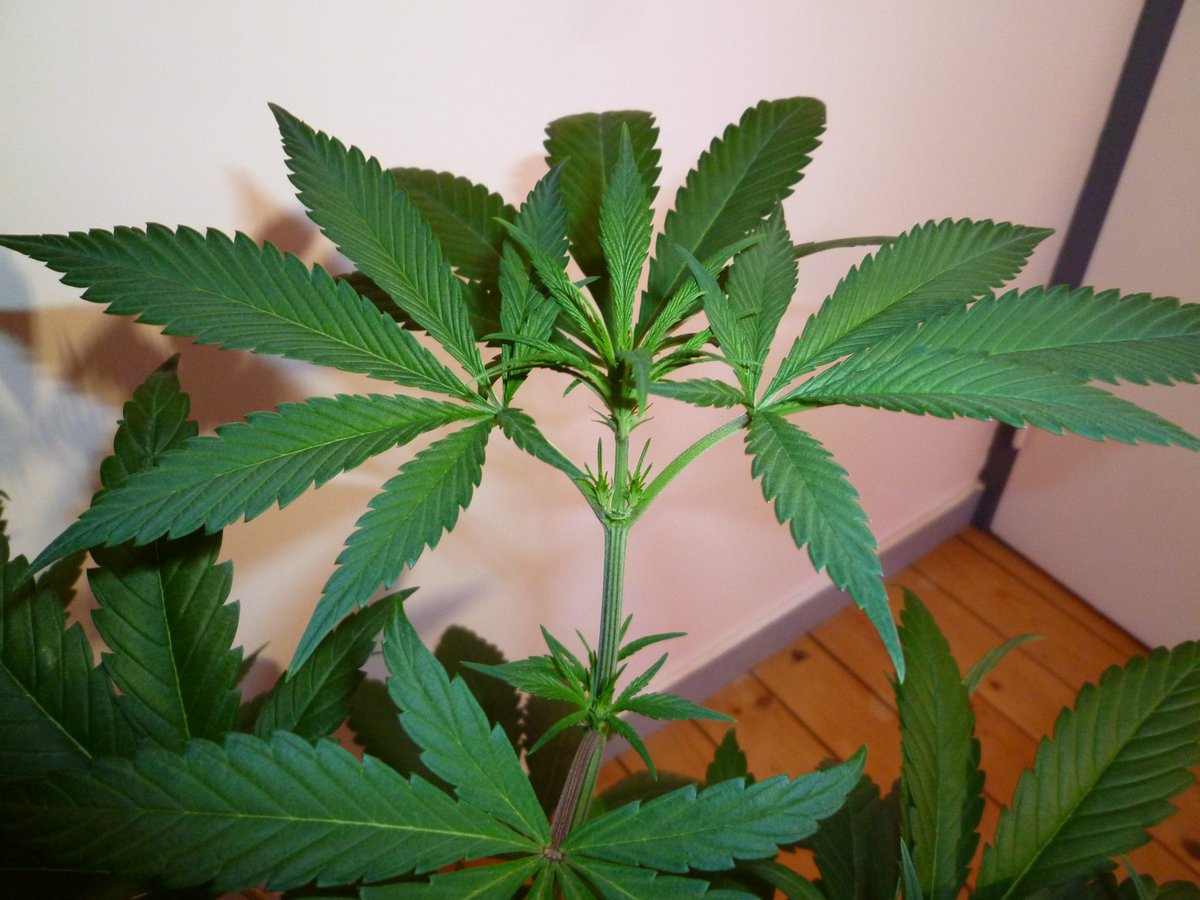 StephandjoG's tweet photo. #spliffcheese from @spliffseeds 
FD17.
A mid stretcher (X2.5) a little bit leafy but i only kept 6 stems so the structure remains compact.
Already some nice flowers ; )
#spliffseeds #growdiary #growdiaries #ledgrowlight #growyourown https://t.co/mUwBdTELfI