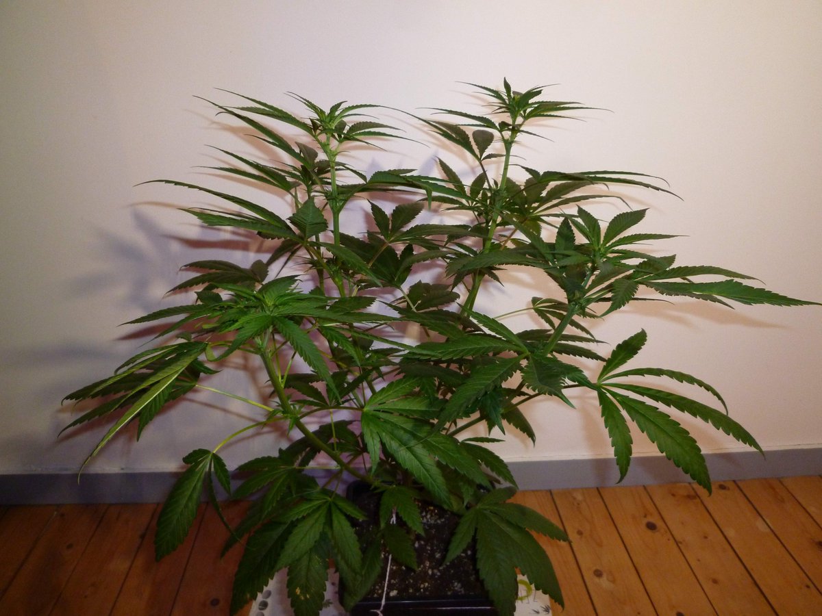 StephandjoG's tweet photo. #spliffcheese from @spliffseeds 
FD17.
A mid stretcher (X2.5) a little bit leafy but i only kept 6 stems so the structure remains compact.
Already some nice flowers ; )
#spliffseeds #growdiary #growdiaries #ledgrowlight #growyourown https://t.co/mUwBdTELfI