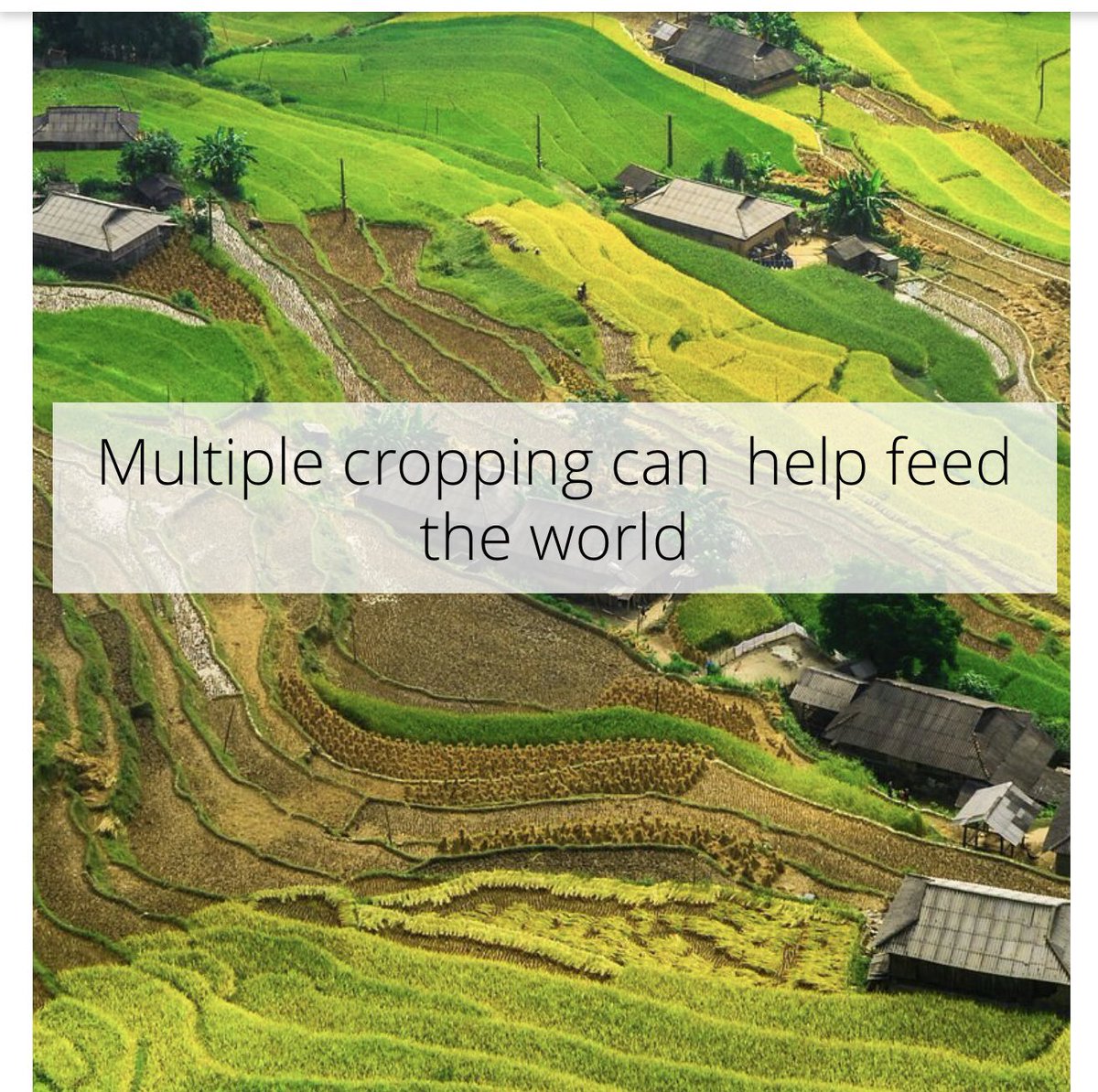 Tkarera's tweet photo. #MultipleCropping Could Help Feed the World .This @CSIRO study found that increasing multiple cropping in suitable areas could increase global harvested areas of currently 1.29B Ha by 87-395m Ha in #Africa, #SouthAmerica and #Asia and improve #foodsupply https://t.co/l0rLTWj0rX https://t.co/Mn0KtKYRDb