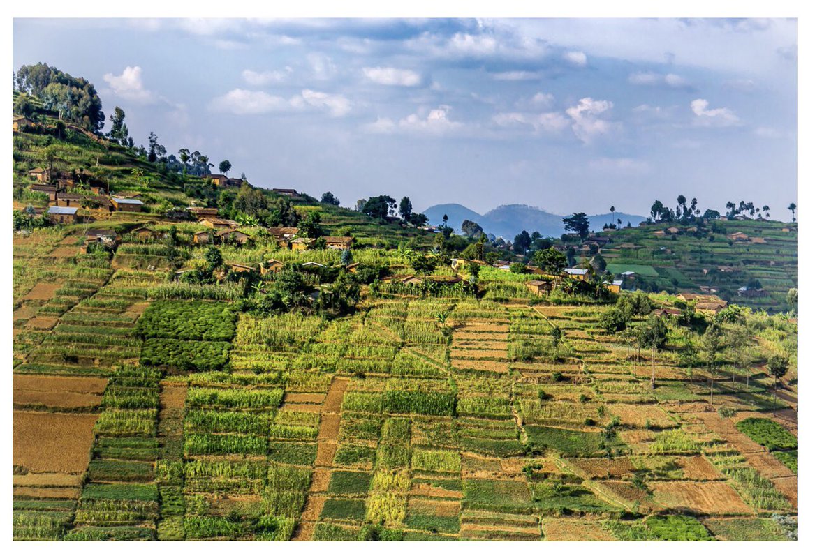 Tkarera's tweet photo. #MultipleCropping Could Help Feed the World .This @CSIRO study found that increasing multiple cropping in suitable areas could increase global harvested areas of currently 1.29B Ha by 87-395m Ha in #Africa, #SouthAmerica and #Asia and improve #foodsupply https://t.co/l0rLTWj0rX https://t.co/Mn0KtKYRDb