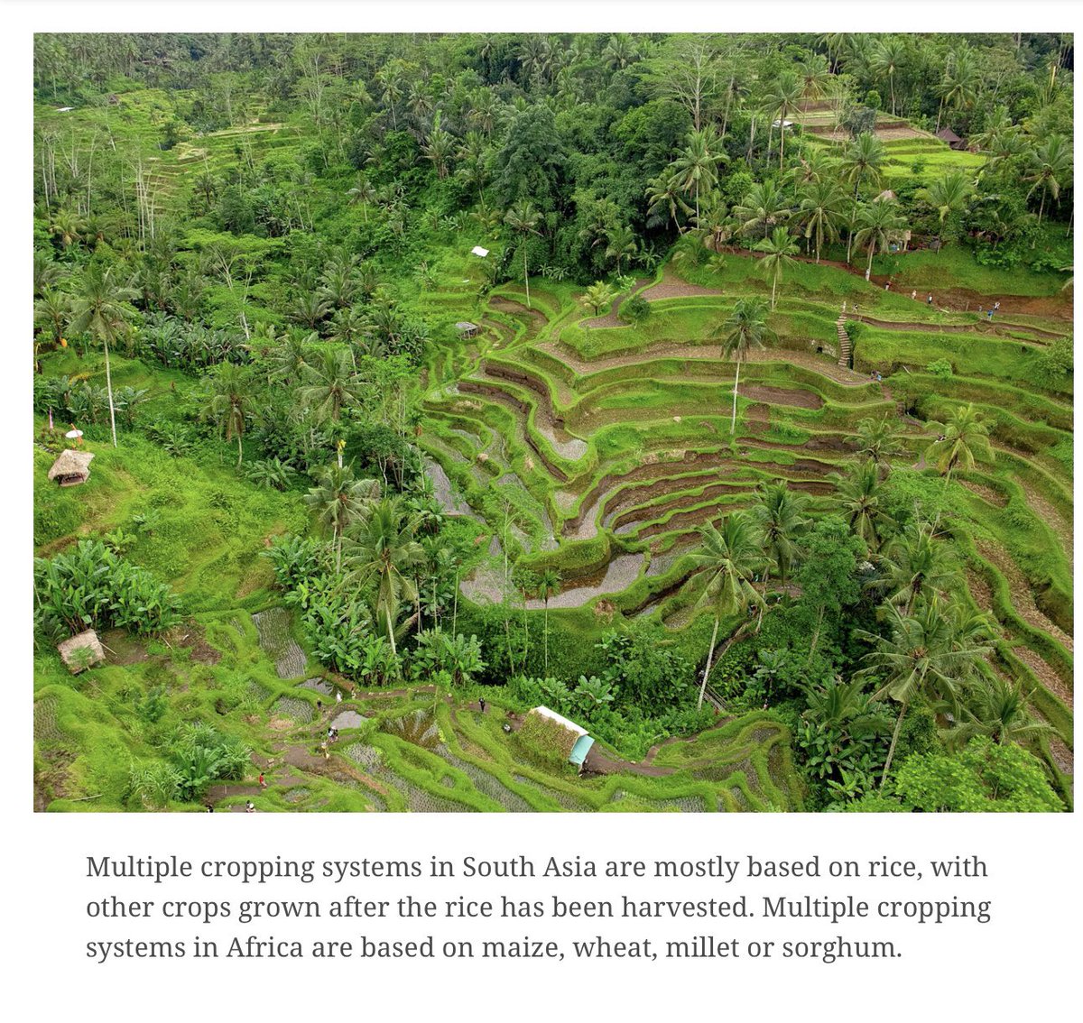 Tkarera's tweet photo. #MultipleCropping Could Help Feed the World .This @CSIRO study found that increasing multiple cropping in suitable areas could increase global harvested areas of currently 1.29B Ha by 87-395m Ha in #Africa, #SouthAmerica and #Asia and improve #foodsupply https://t.co/l0rLTWj0rX https://t.co/Mn0KtKYRDb