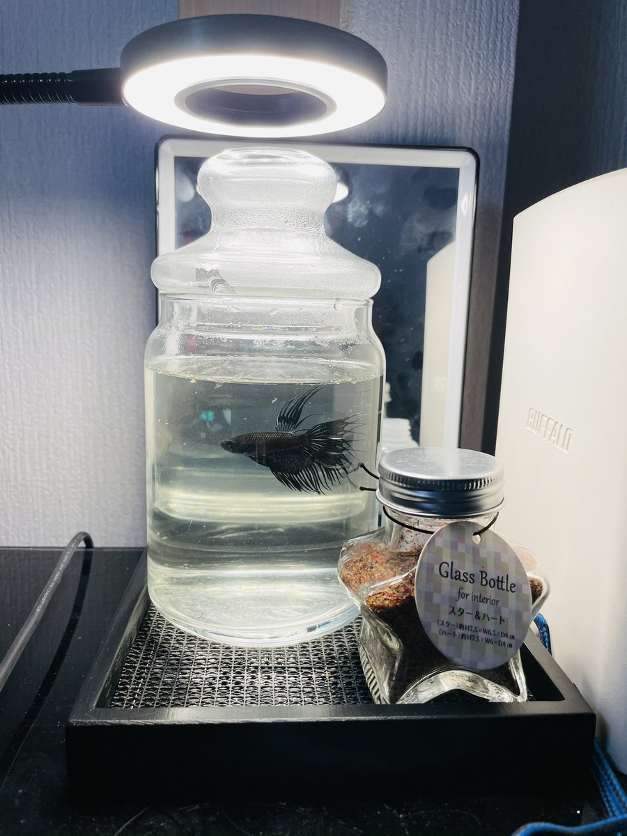 キングクラウンテール Twitter Search