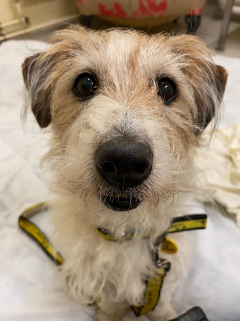 DT_MANCHESTER's tweet photo. The most boopable snoot goes to... Dexter!๐ฅGive his snoot a boop below! ๐
#dogstrust #dogstrustmanchester #boopthesnoot #boopablesnoot #happydogs #dogscharity #adoptdontshop https://t.co/JoYJRJQ9iZ