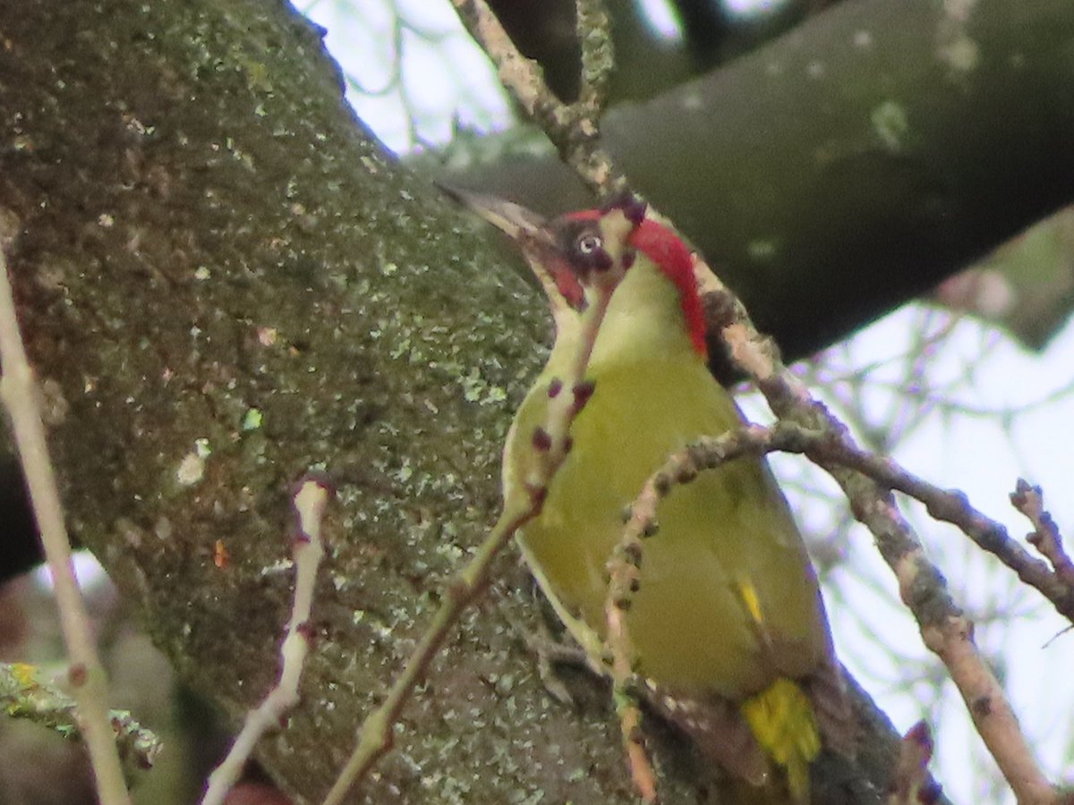 #BreakfastBirdwatch
Guys, so chuffed that after years of trying to photograph a #greenWoodpecker, yesterday I finally did! @Natures_Voice @BTO_GBW @WTBBC @RSPBScotland  @RSPBbirders #TwitterNatureCommunity #twitternaturecom #birds #birdphotography #nature #NaturePhotography