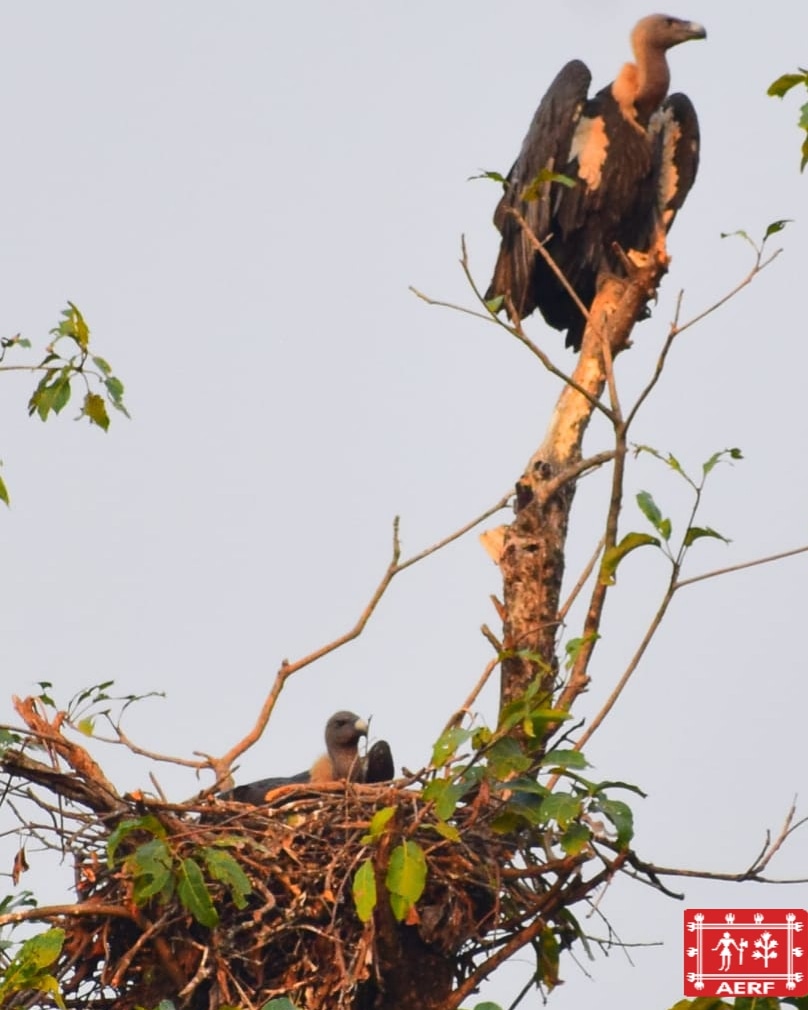 Applied Environmental Research Foundation (@aerfconserve) on Twitter photo #Criticallyendangered #indianvulture found nesting in a #sacredgrove in the northern #westernghats.
Visit our website to help protect the northern western ghats and the endangered flora and fauna that maintain the natural balance.
@worldlandtrust
<a href="/CommunityCEPF/">CEPF</a>
<a href="/BirdLife_News/">BirdLife International</a> #Criticallyendangered #indianvulture found nesting in a #sacredgrove in the northern #westernghats.
Visit our website to help protect the northern western ghats and the endangered flora and fauna that maintain the natural balance.
@worldlandtrust
<a href="/CommunityCEPF/">CEPF</a>
<a href="/BirdLife_News/">BirdLife International</a>