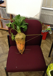 SoulsSchool's tweet photo. In Reception this week Miss Thomas found an enormous vegetable on her walk! It reminded them of the enormous turnip. Disaster struck when their vegetable was tied to Miss Thomas’ chair by Evil Pea! They found clues in their story “Supertato” @suehendra @PaulLinnet  #evilpea https://t.co/GMlkhyNzHw
