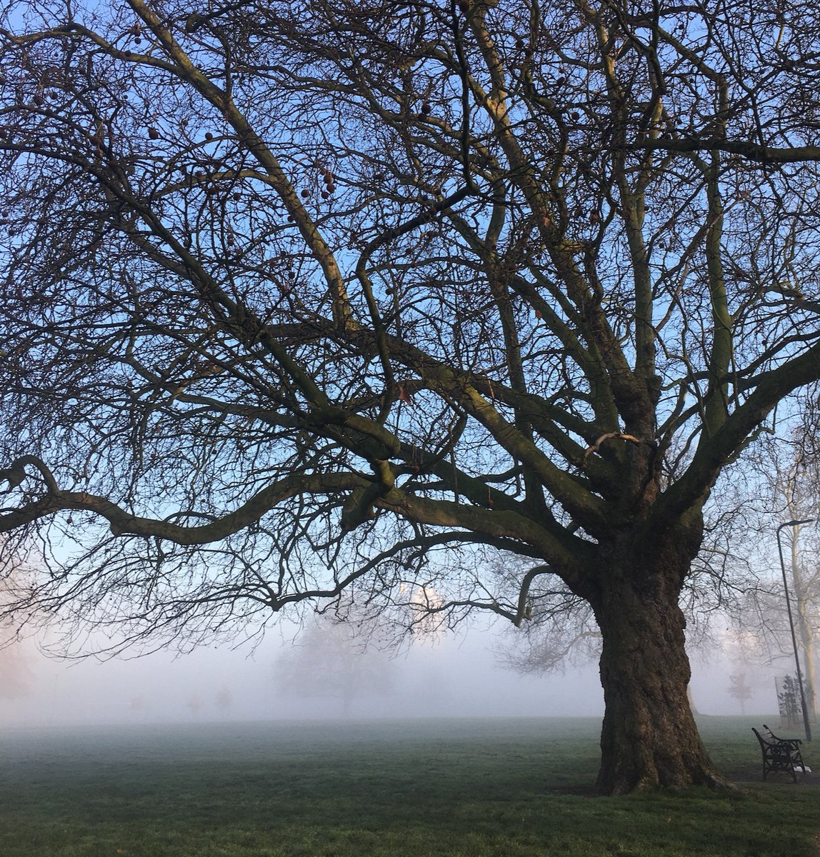 My Green Prescription (@mygreenscript) on Twitter photo The final leaves are falling and the season of morning fog is upon us. There is so much beauty in the world, even in a park in London on a crisp winter morning. 
#outdoors #winter #nature #ilovenature #naturelovers #fog #foggy #naturebeauty #wintertree #mygreenprescription The final leaves are falling and the season of morning fog is upon us. There is so much beauty in the world, even in a park in London on a crisp winter morning. 
#outdoors #winter #nature #ilovenature #naturelovers #fog #foggy #naturebeauty #wintertree #mygreenprescription