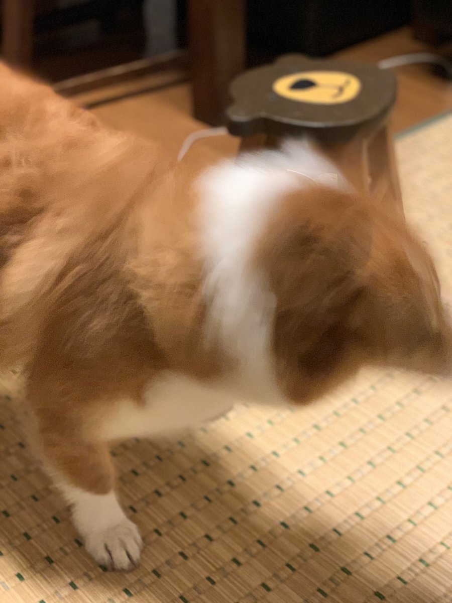おはようの神オハヨス 洗われ卑屈犬 ドリル犬 おはようの神オハヨス 洗われ卑屈犬 ドリル犬