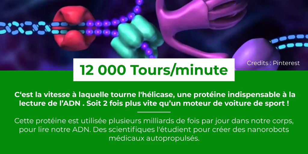 [Le Saviez Vous #22]
L'hélicase est une protéine servant à "démêler" l’ADN, une étape cruciale permettant d'empêcher l’accumulation de torsion lorsqu'elle est lue. 
Certains scientifiques étudient cette protéine pour créer des moteurs microscopiques!

#innovation #nature #biology