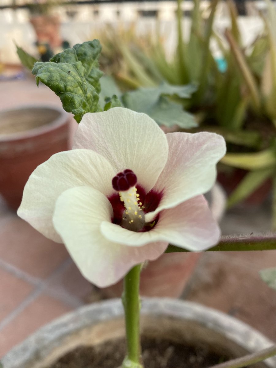 TRTTheRealThing's tweet photo. Never knew the #okra produced such a beautiful flower https://t.co/z3H3dydDj8
