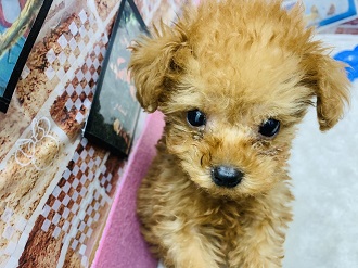 O Xrhsths 犬の家 猫の里 袋井店 Sto Twitter Newメンバーご紹介 トイ プードル ハーフ犬 チワワ トイ プードル タイニープードル ブリデッシュ ショートヘア 犬の家 袋井店 New メンバー トイプードル ハーフ チワプー タイニープードル