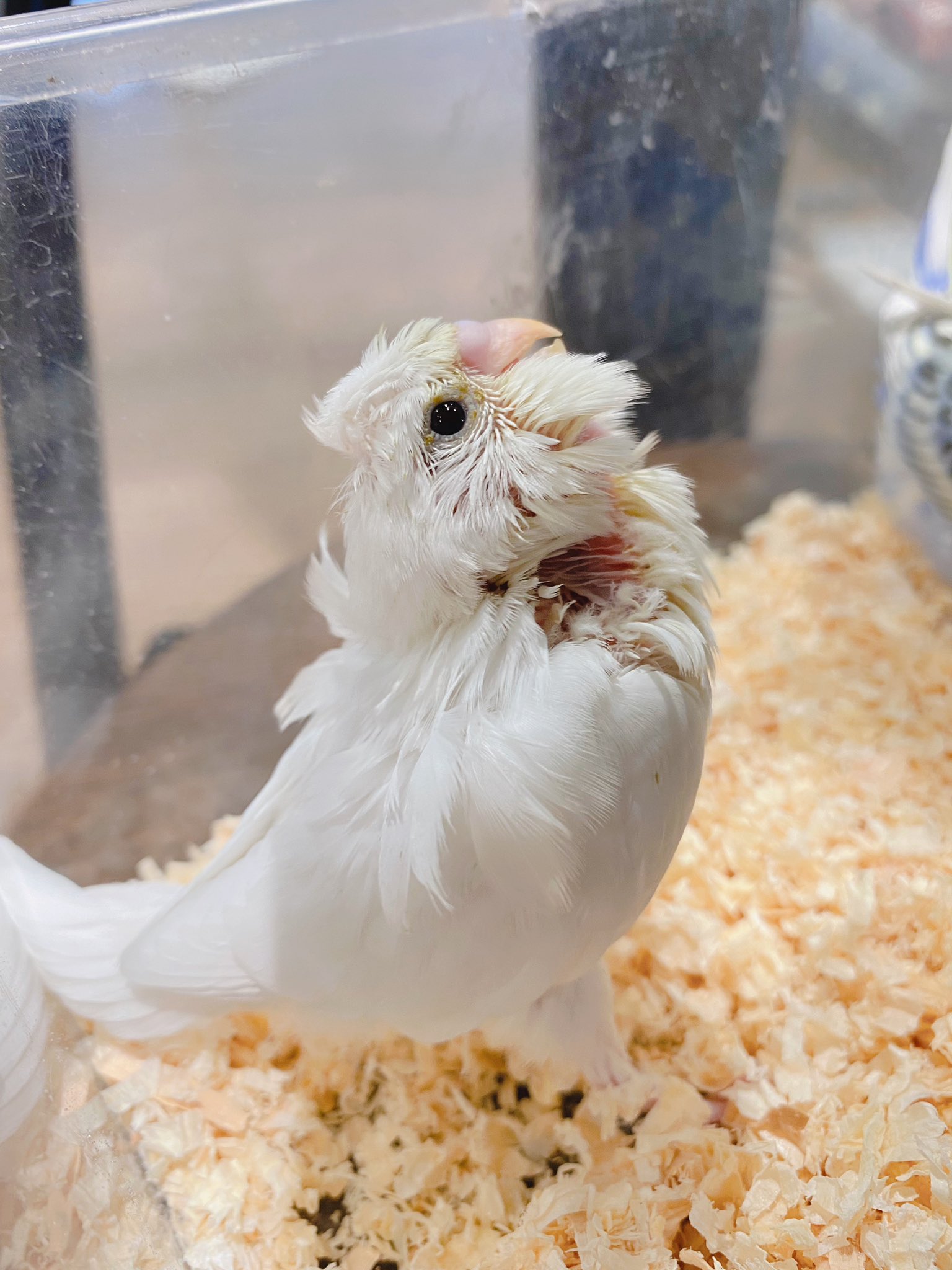 羽衣セキセイインコ販売中 Twitter Search Twitter