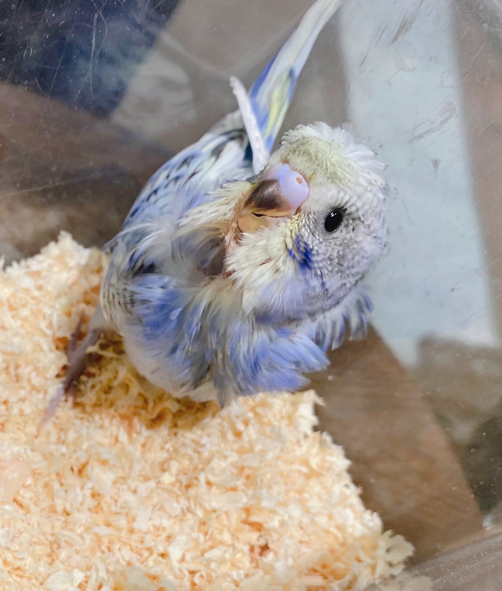 羽衣セキセイインコ販売中 Twitter Search Twitter