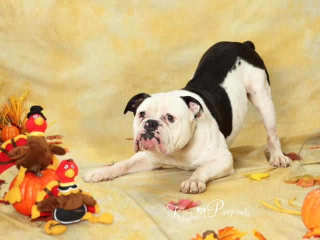 humane society near ne