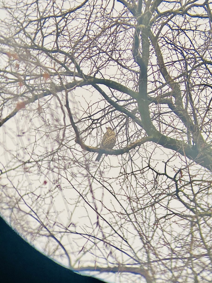 A daily fly by from this #MistleThrush , its huge though - it’s either nice and ready for hibernation (you and me both hun) or I’ve got it totally wrong.
Some iPhone on binocular action going on here. 
#BreakfastBirdwatch