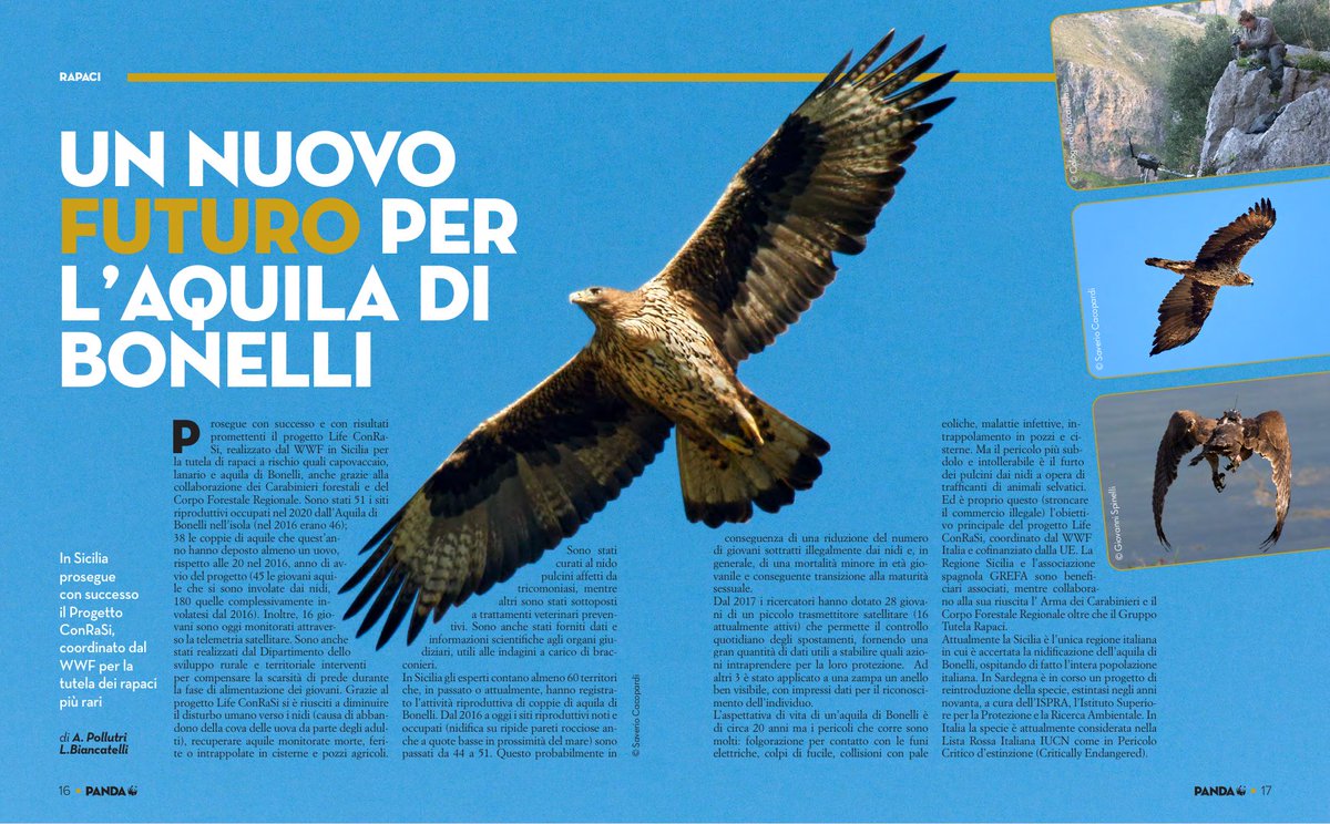 Articolo sul #LIFEConRaSi pubblicato sull'ultimo numero di Panda, la storica rivista del WWF
lifeconrasi.eu/notizie/life-c…