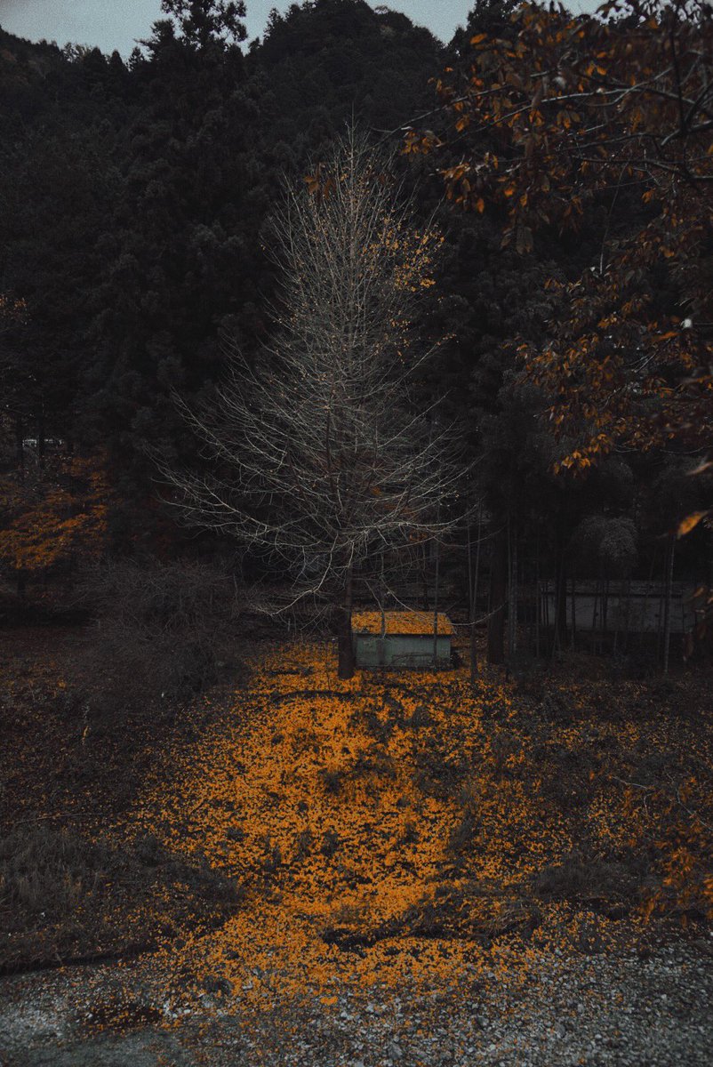 yumenvy's tweet photo. nothing but orange 🍂 https://t.co/5wrCaHYe7q