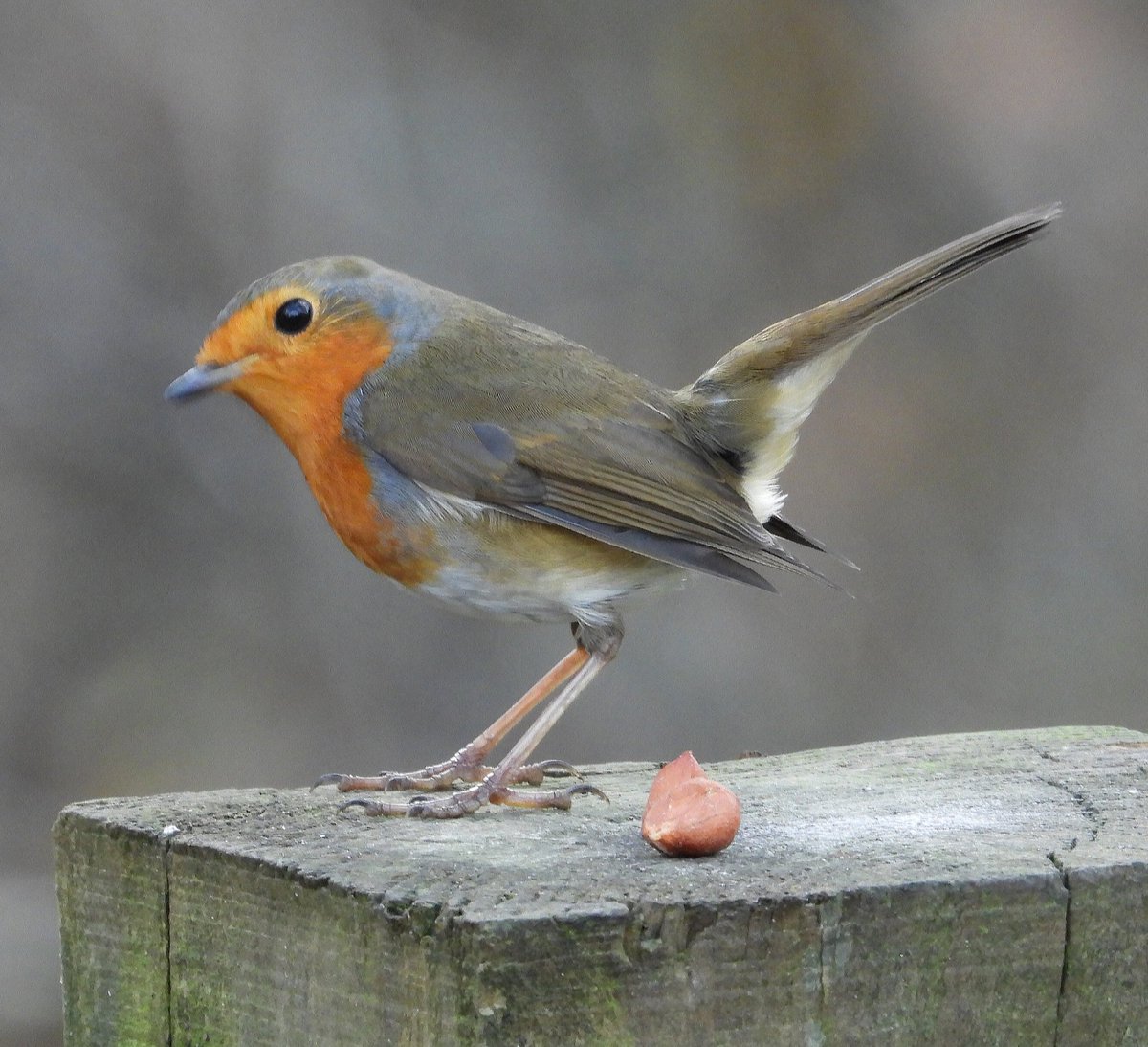 Good Morning ☕
#BreakfastBirdwatch
@Natures_Voice