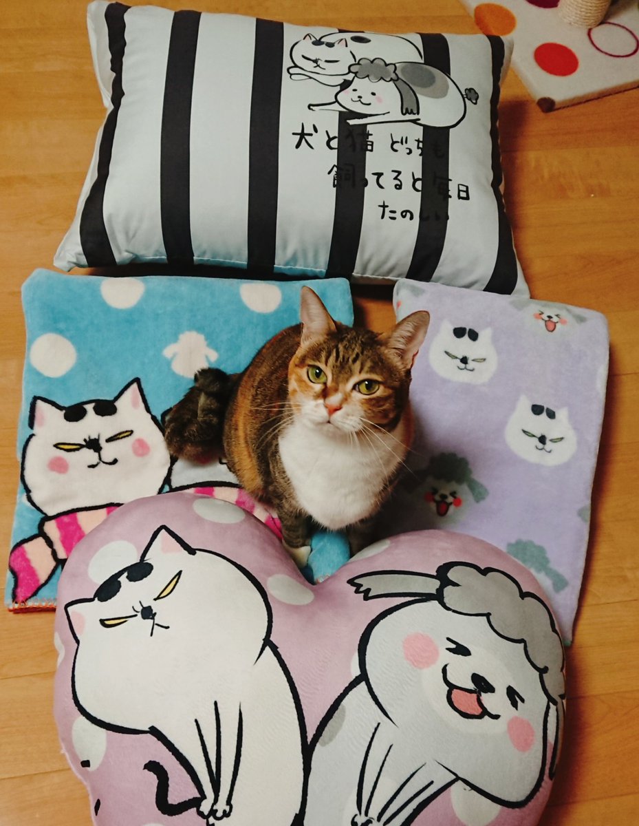 Jpirasuto0wsbjo コンプリート しまむら 犬と猫 コラボ しまむら 犬と猫 コラボ Jpirasuto0wsbjo コンプリート しまむら 犬と猫 コラボ しまむら 犬と猫 コラボ