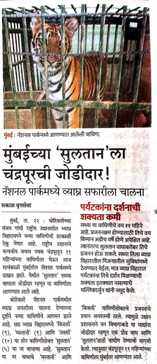 Sanjay Gandhi National park gets a new tigress from Chandrapur for breeding with the tiger Sultan. Authorities at SGNP are looking at ramping up the national park as a major tiger safari zone in the near future! 
#mahaharashtra #Tigers