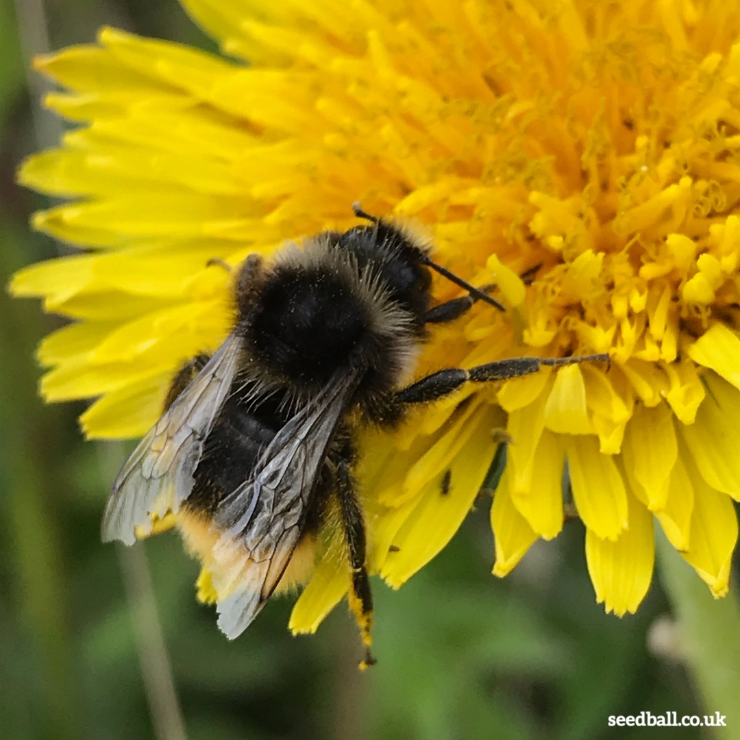 seed_ball's tweet photo. Choose Wild!
Bees have been recorded travelling further to reach native wildflowers. A single bee can visit up to 100 flowers per trip. Grow a good mix of flowers to help pollinators.

#itsnature #feedthebees #savethebees #beekind #wildflowers #dandelion #natureknowsbest https://t.co/ZqCrc2t0sd