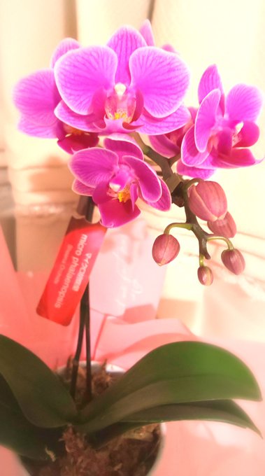 マイクロ胡蝶蘭のtwitterイラスト検索結果