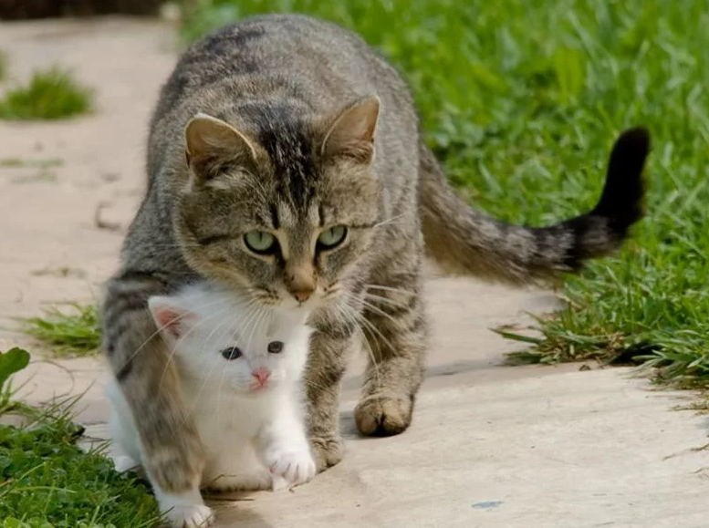kapi_toshe4ka's tweet photo. Ruri, we are waiting for you. Your Kittens from the Russian fandom will protect you. And you will always be with your head held high.  #MafiosoKittensLoveRourke #Rourke @GudelZilv https://t.co/vXr4GLBZTF