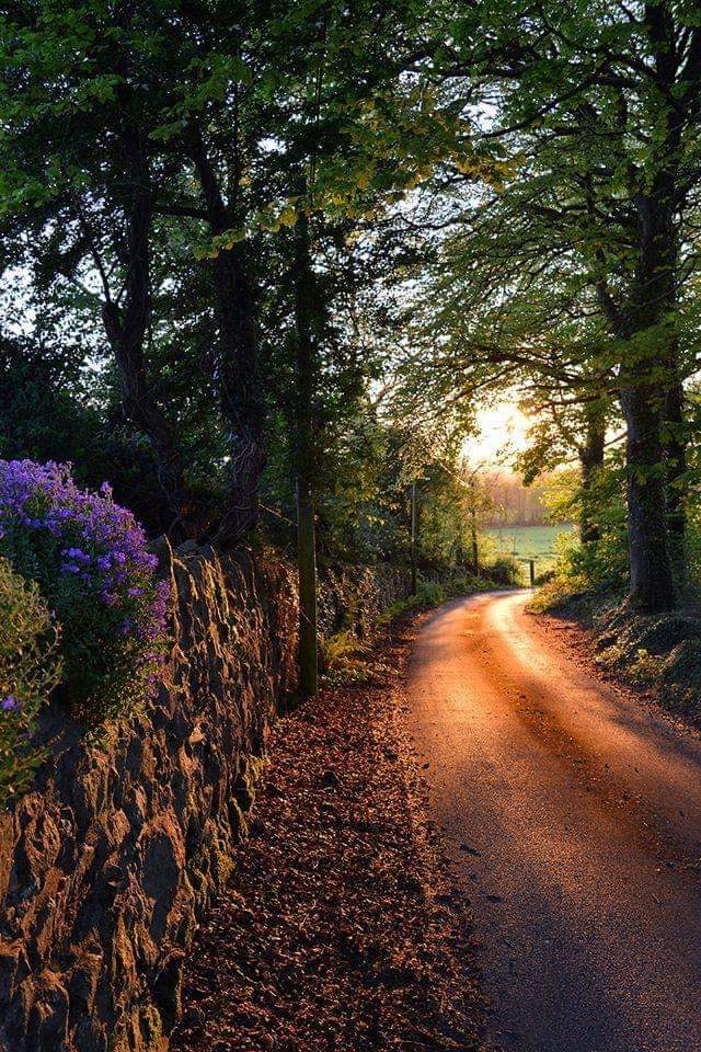 Country lane in Birdhill..Co. Tipperary.