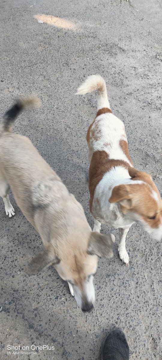 AmiSri's tweet photo. These folks come running to me whenever I am out for post lunch stroll. #indogs https://t.co/wv80G7pu3Z