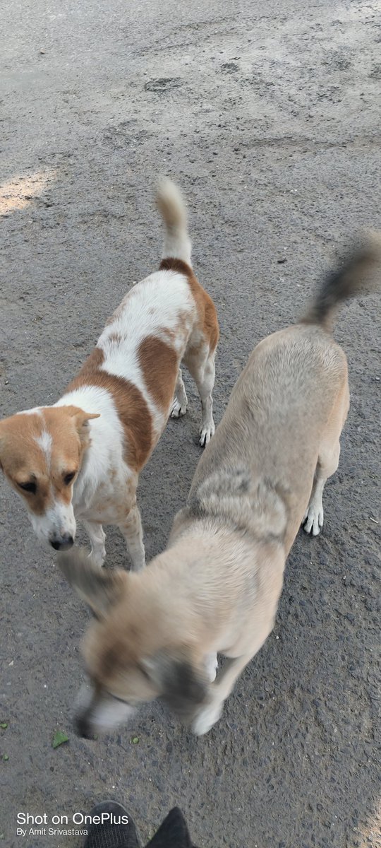 AmiSri's tweet photo. These folks come running to me whenever I am out for post lunch stroll. #indogs https://t.co/wv80G7pu3Z