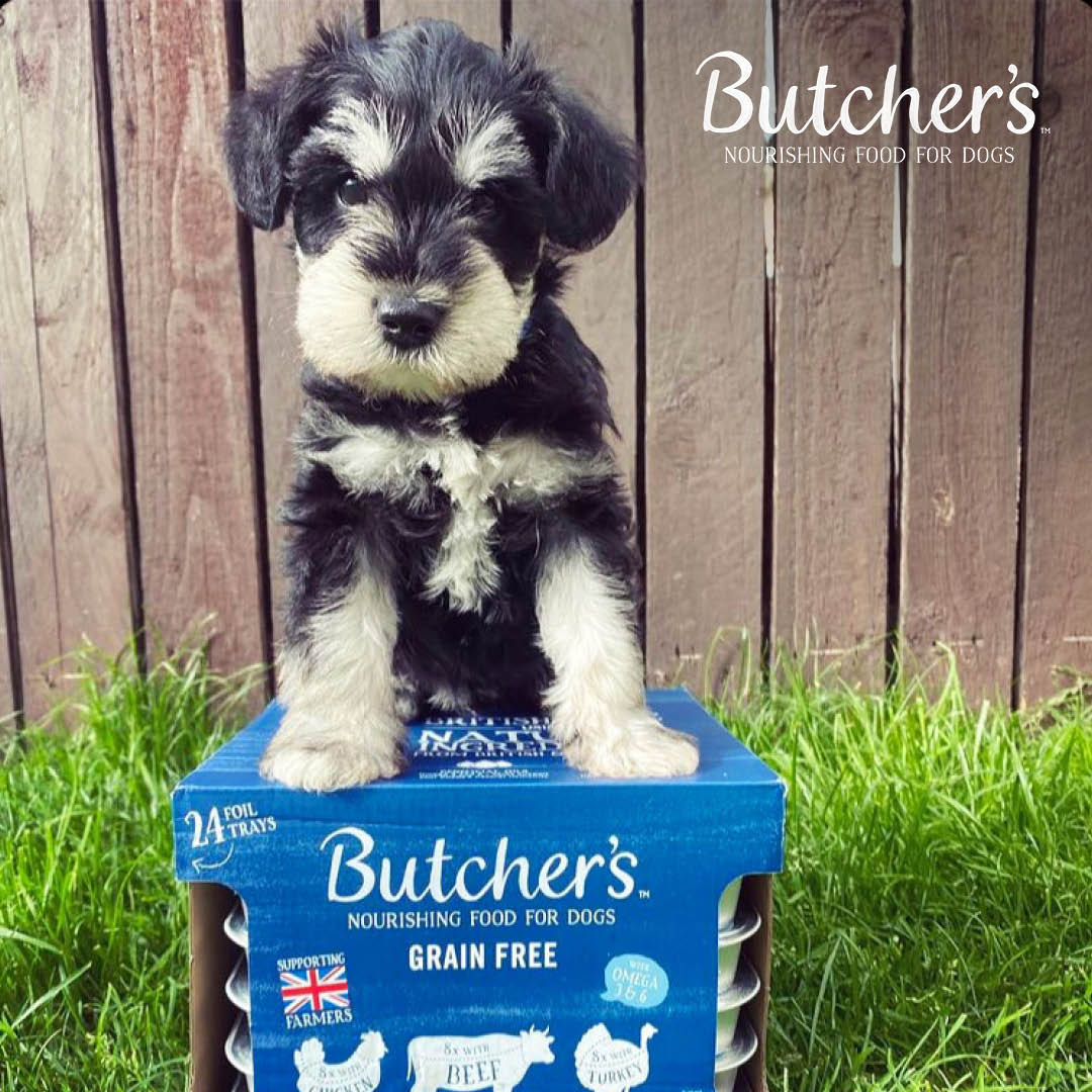 butchers puppy perfect