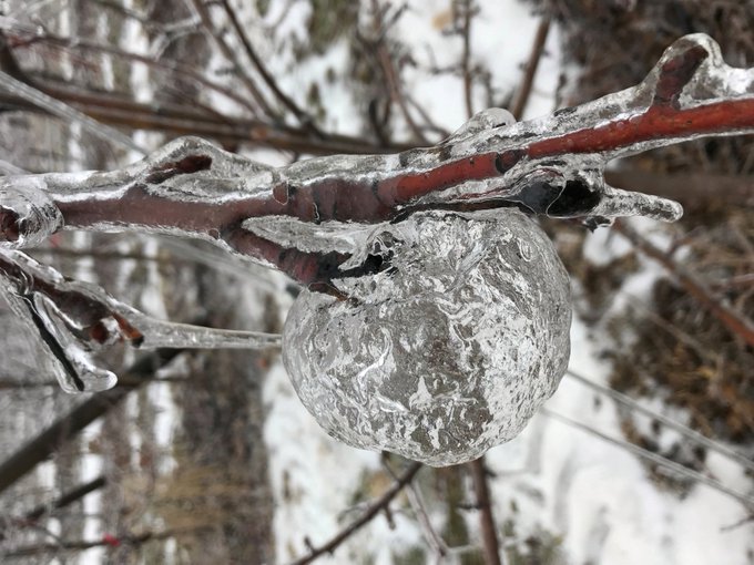 DrSamGeorge1's tweet image. GHOST APPLES The beautiful &amp;amp; uncanny name for when freezing rain settles on the fruit &amp;amp; ices over creating a frozen coating.  The apple defrosts before the ice does &amp;amp; the rotting apple falls out of the bottom leaving its gothic icy 'ghost' behind #FolkloreThursday