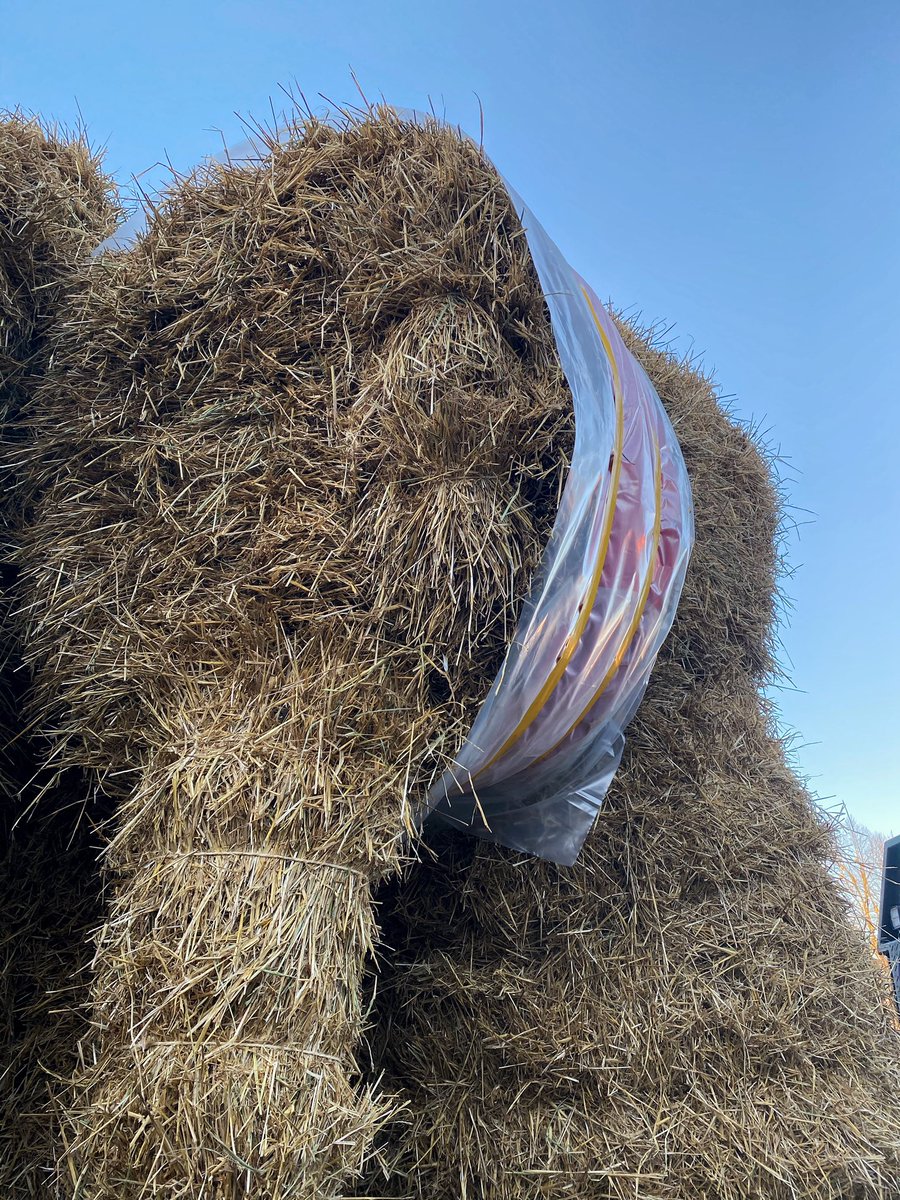 Wait for it... 👀 #gävlebocken
