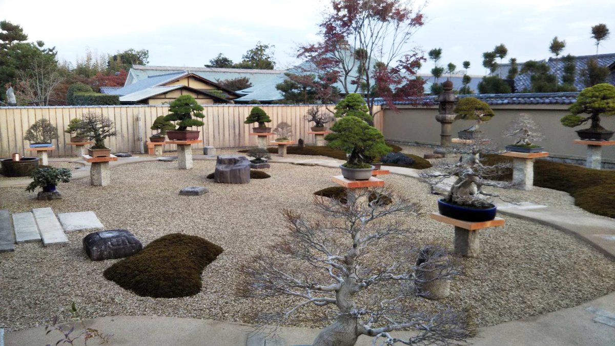 kinbon_bonsai tweet picture