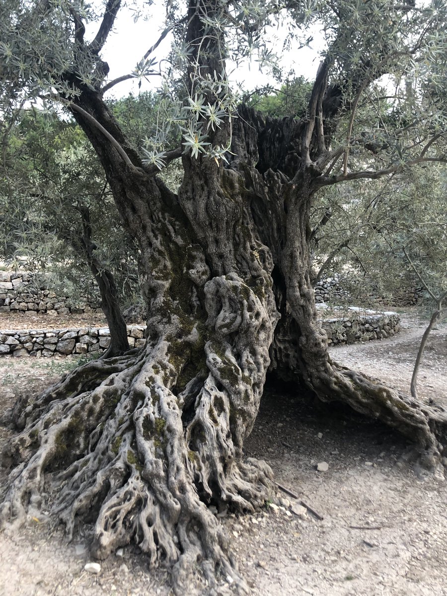 Feliz #diamundialdelolivo, nuestro árbol ya tiene sitio en el calendario para siempre!
Ilustramos con uno de los cuatro ejemplares conocidos como The Sisters Olive Trees of Noah. Según la tradición, se trataría de los olivos que menciona el libro del Génesis. ¡Felicidades Sister!