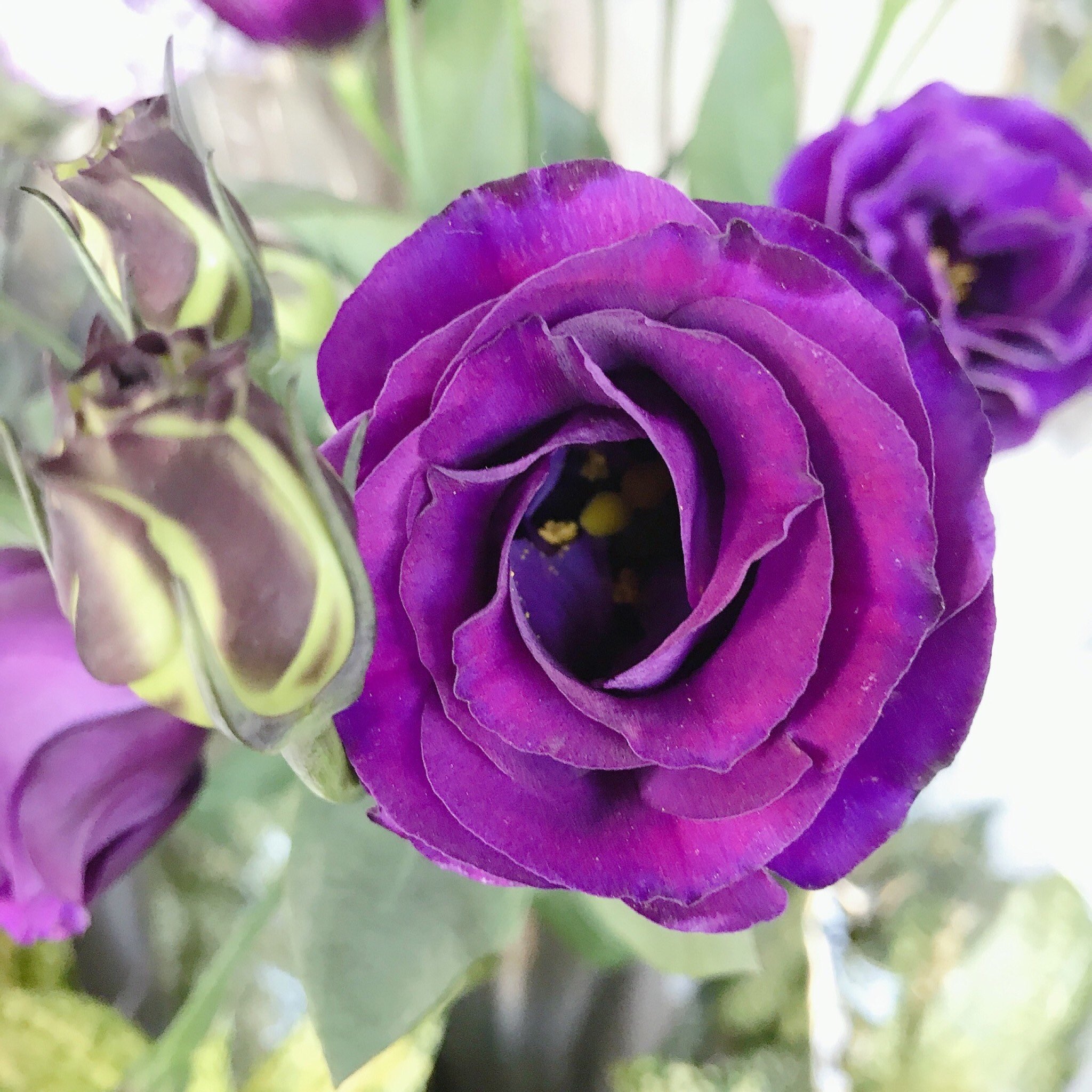 長光花園 こんばんは トルコキキョウの マンハッタン というお花です 誕生花 7 12 7 等 花言葉 優雅 すがすがしい美しさ 等 紫は 希望 という花言葉も あります トルコキキョウの原産地って知ってますか 文字数の関係で次回に